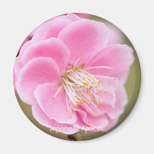 Japanse abrikozen [Circle Magnet] Magneet (Voorkant)