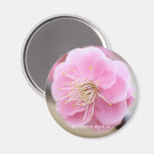 Japanse abrikozen [Circle Magnet] Magneet (Voorkant / Achterkant)