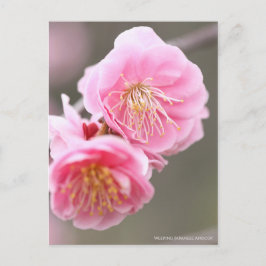 Japanse abrikozen weiden [Briefkaart] Briefkaart