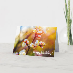 Japanse abrikozenbloemen op warme Oranje zonsonder Kaart