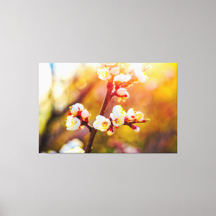 Japanse abrikozenbloesems bij warme oranje zonsond canvas afdruk