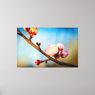 Japanse Abrikozenbloesems en de Blauwe Heldere Luc Canvas Afdruk