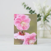 Japanse abrikozenprijs [Briefkaart] Briefkaart (Staand voorkant)