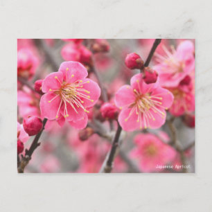 Japanse abrikozenprijs [Briefkaart] Briefkaart