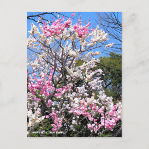 Japanse abrikozenprijs (UME: Genpei blooming) [Bri Briefkaart