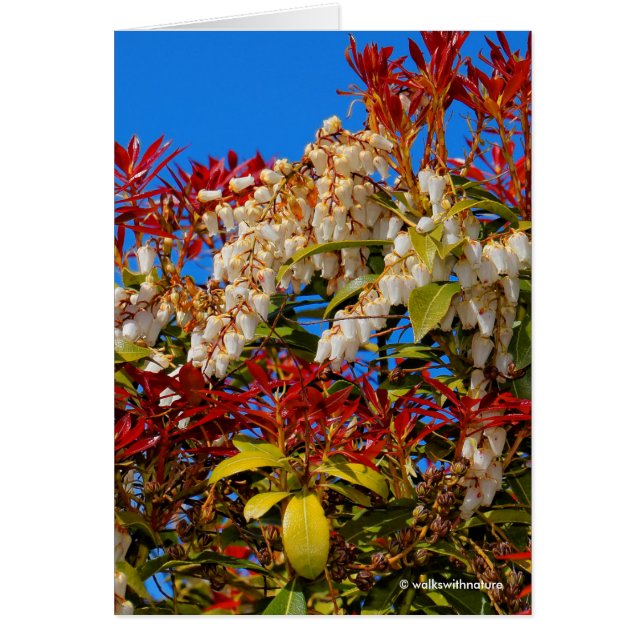 Japanse Andromeda Bonfire (Voorkant)