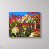 Japanse Andromeda Bonfire Canvas Afdruk (Voorkant)