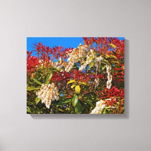 Japanse Andromeda Bonfire Canvas Afdruk (Voorkant)