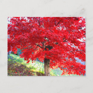 Japanse apel: Autumn Leaves [Briefkaart] Briefkaart