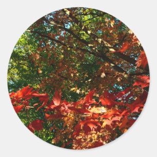 Japanse apel in het najaar ronde sticker