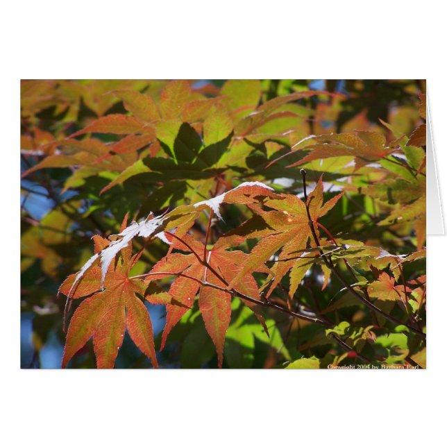 Japanse aple (Voorkant Horizontaal)