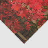 Japanse aple "Bloodgood" / Rode Herfst olie / Tissuepapier (Detail)