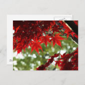 Japanse aple briefkaart (Voorkant / Achterkant)