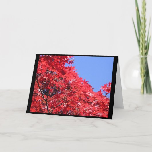 Japanse aple kaart (Voorkant)