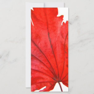 Japanse aple Leaf