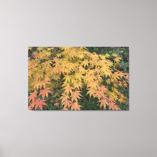 Japanse aple Leaf Canvas Afdruk (Voorkant)