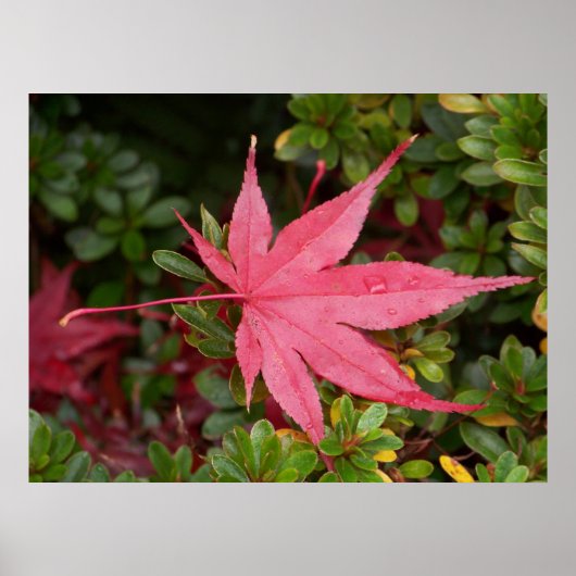 Japanse aple Leaf Poster (Voorkant)