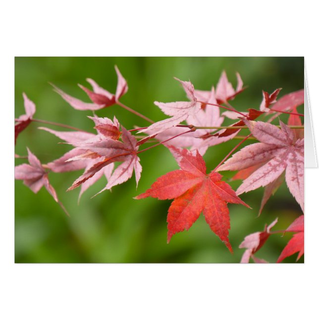Japanse aple Leaves (Voorkant Horizontaal)