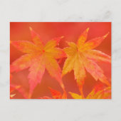 Japanse aple Leaves Briefkaart (Voorkant)