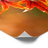 Japanse aple Leaves Poster (Hoek)