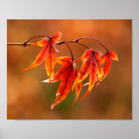 Japanse aple Leaves