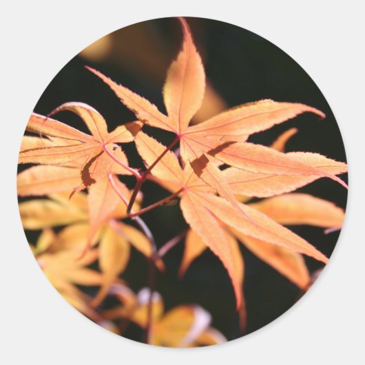 Japanse aples 6 Sticker (Voorkant)