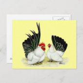 Japanse Blacktail Bantams Briefkaart (Voorkant / Achterkant)