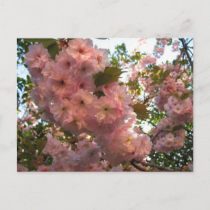 Japanse bloeiende 2Cherry Briefkaart