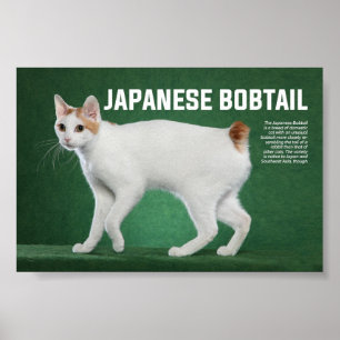 Japanse Bobtail Cat Breed Poster