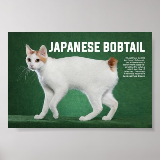 Japanse Bobtail Cat Breed Poster (Voorkant)