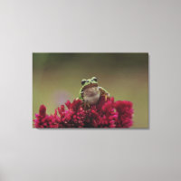 Japanse boomkikker (Hyla japonica) op bloemen;