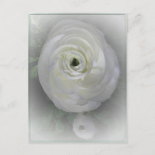 Japanse Camelia Briefkaart