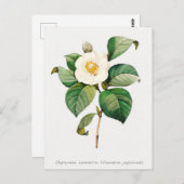  Japanse Camellia Botanisch Briefkaart (Voorkant / Achterkant)