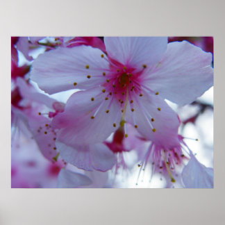 Japanse Cherry Blossom Poster