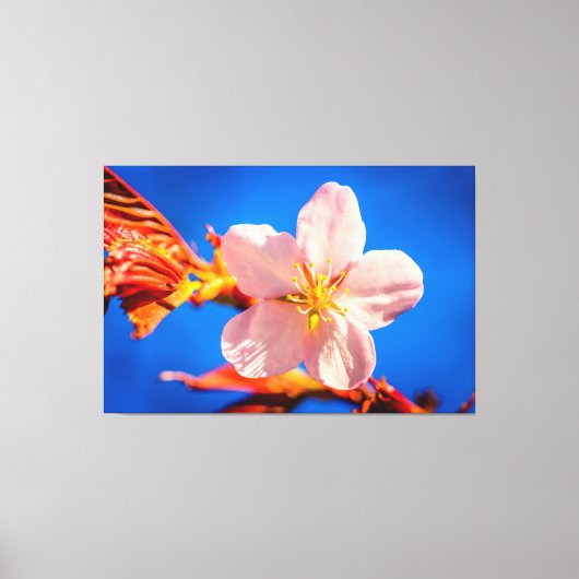 Japanse Cherry Sakura Flower Canvas Afdruk (Voorkant)