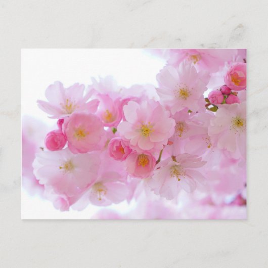 Japanse Cherry Tree Blossom Briefkaart (Voorkant)
