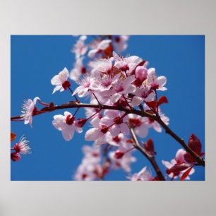 Japanse Cherry Tree Blossom Poster