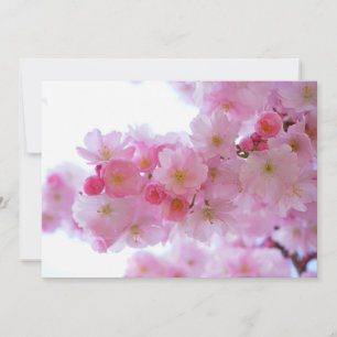 Japanse Cherry Tree Flower