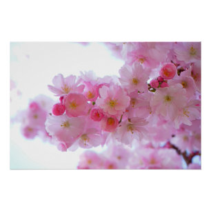 Japanse Cherry Tree Flower Perfect Poster