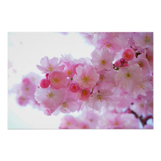 Japanse Cherry Tree Flower Perfect Poster (Voorkant)