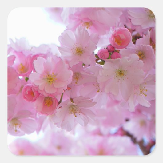 Japanse Cherry Tree Flower Vierkante Sticker (Voorkant)