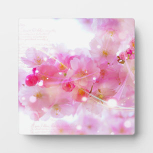 Japanse Cherry Tree met Pastel Pink Blossom Fotoplaat