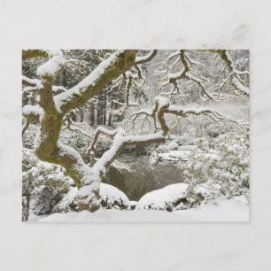 Japanse esdoorn bedekt met sneeuw briefkaart