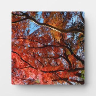 Japanse Esdoorn Fotoplaat