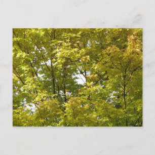 Japanse Esdoorn in de herfst Briefkaart