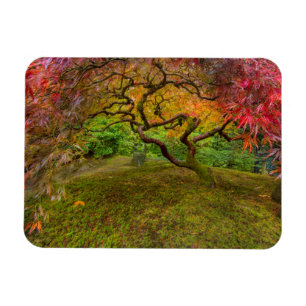 Japanse esdoorn in herfstkleuren magneet