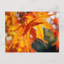 Japanse esdoornbladeren in de herfst
