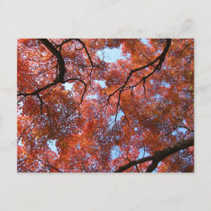 Japanse Esdoornbladeren in de herfst Briefkaart