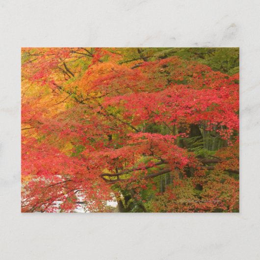 Japanse Herfst Briefkaart (Voorkant)