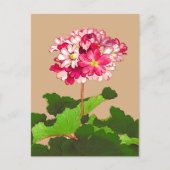 Japanse hydrangea. Roze en groen Briefkaart (Voorkant)